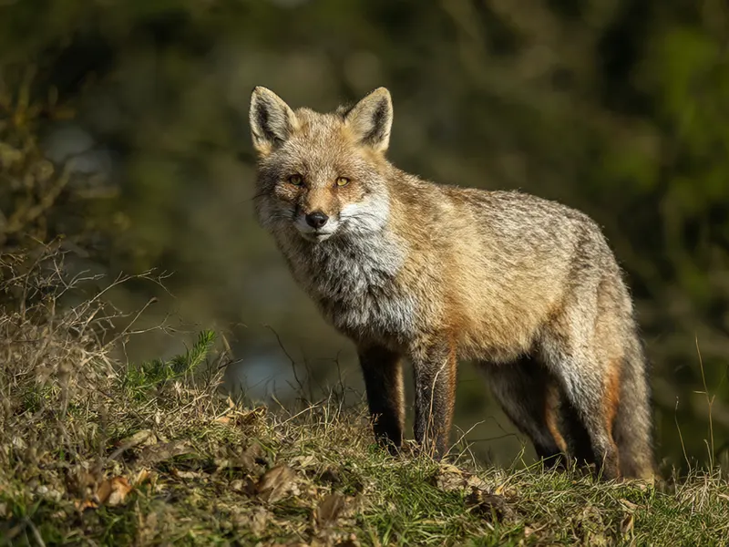 Photographie d'un renard roux debout sur une pente herbeuse, devant un fond de feuillage flou.